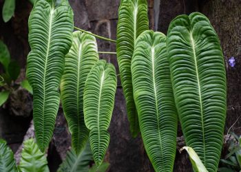 O 'mercado de luxo' das plantas! O que move o hobby de colecionar espécies exóticas