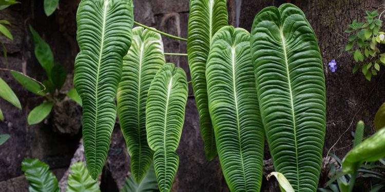 O 'mercado de luxo' das plantas! O que move o hobby de colecionar espécies exóticas