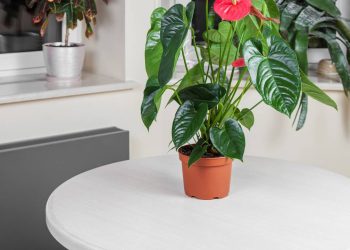 Quer ter plantas, mas tem pouca luz? Estas 5 espécies são perfeitas para você