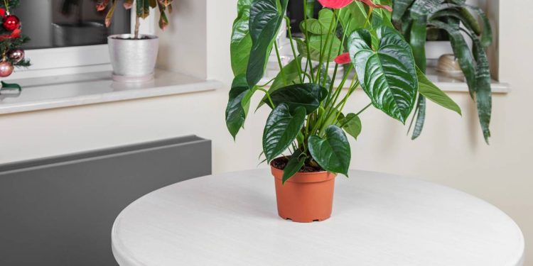 Quer ter plantas, mas tem pouca luz? Estas 5 espécies são perfeitas para você