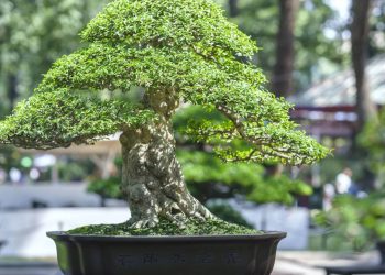 O que é um Jardim Japonês? Entenda os princípios de simplicidade e equilíbrio