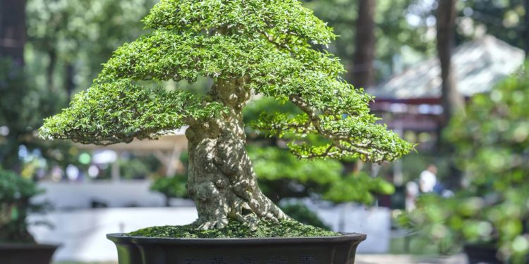 O que é um Jardim Japonês? Entenda os princípios de simplicidade e equilíbrio