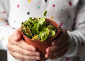 Como cultivar plantas carnívoras saudáveis e sem mistérios