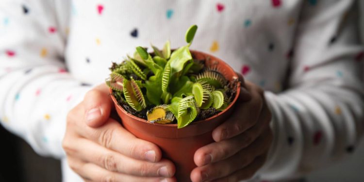 Como cultivar plantas carnívoras saudáveis e sem mistérios
