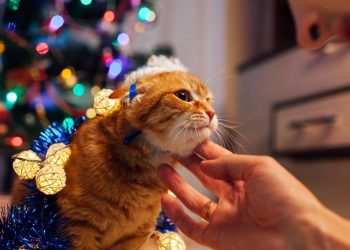 O que significa a mudança no tom de voz que usamos ao falar com animais de estimação, segundo a Psicologia