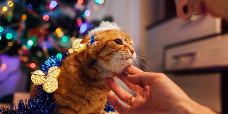 O que significa a mudança no tom de voz que usamos ao falar com animais de estimação, segundo a Psicologia