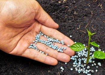 Fertilizante orgânico ou químico? O manual para adubar suas plantas sem medo
