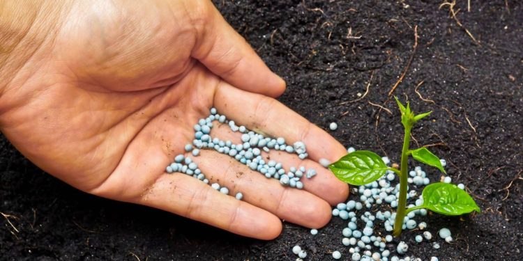 Fertilizante orgânico ou químico? O manual para adubar suas plantas sem medo