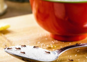 O truque simples para acabar com formigas na cozinha sem usar veneno