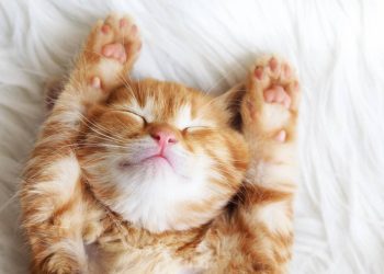 Seu gato é seu 'segurança de banheiro'? Entenda este comportamento curioso