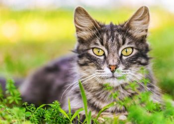 Por que os gatos odeiam água? A verdadeira explicação (e não é só medo)