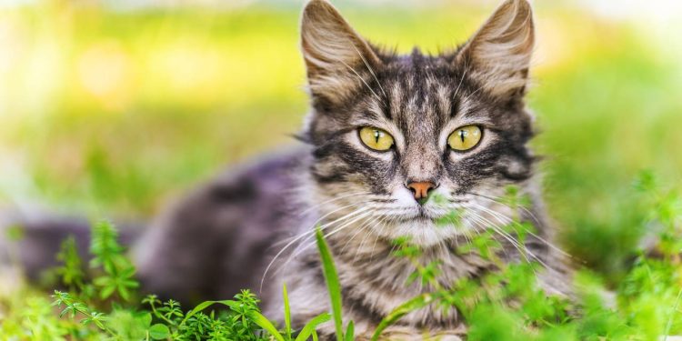 Por que os gatos odeiam água? A verdadeira explicação (e não é só medo)