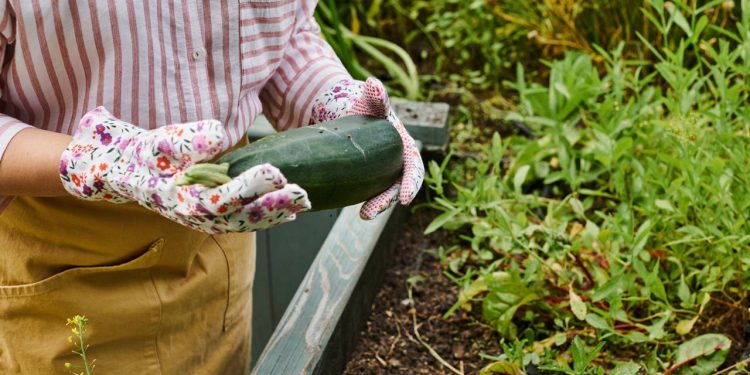 Hortas em casa! O guia para cultivar temperos frescos em vasos