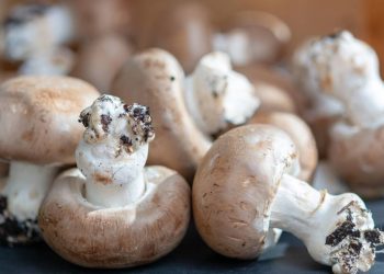 Como montar seu próprio jardim de cogumelos de forma simples