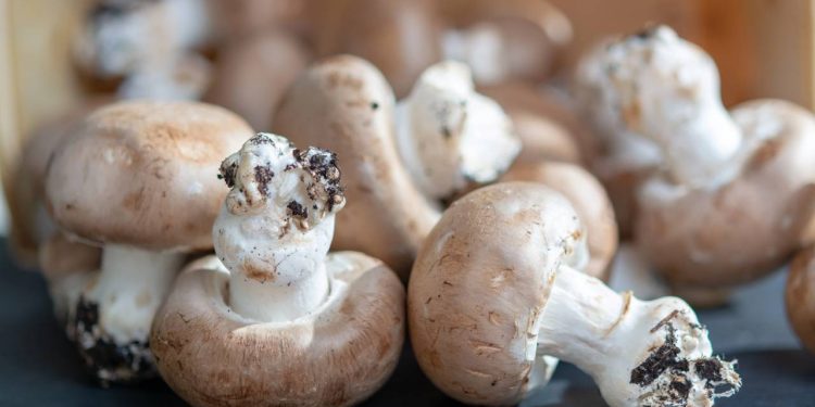 Como montar seu próprio jardim de cogumelos de forma simples