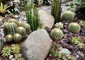 As melhores plantas para montar um jardim de pedras de baixa manutenção