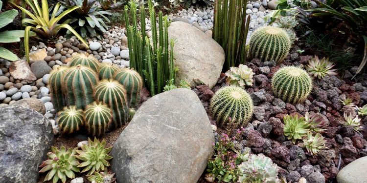 As melhores plantas para montar um jardim de pedras de baixa manutenção