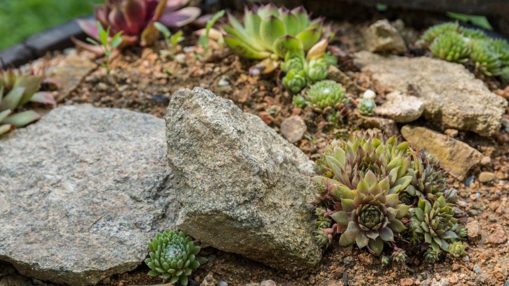 As melhores plantas para montar um jardim de pedras de baixa manutenção
