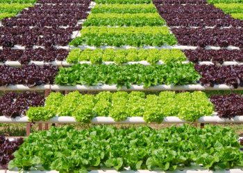 Como cultivar plantas em casa sem usar terra com a jardinagem hidropônica