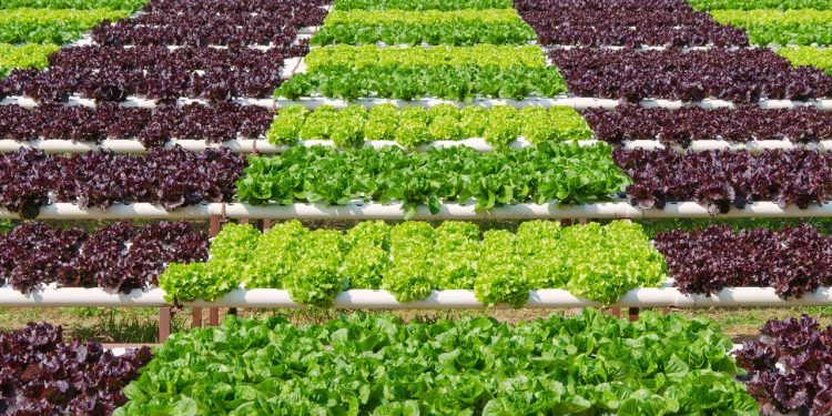 Como cultivar plantas em casa sem usar terra com a jardinagem hidropônica