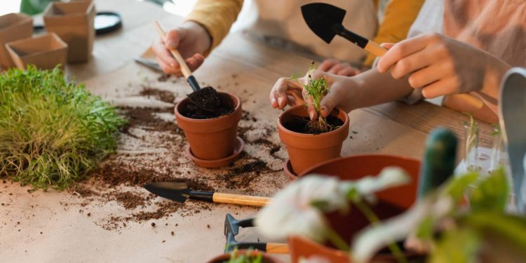 Suas plantas estão morrendo? Você pode estar cometendo um destes 5 erros clássicos