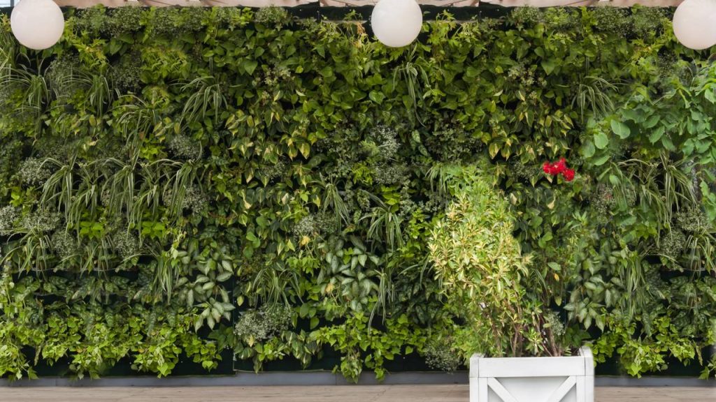Jardins Verticais: Passo a passo para criar o seu em casa
