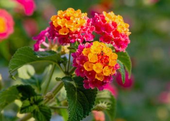 As melhores plantas para ter um jardim lindo mesmo em cidades quentes