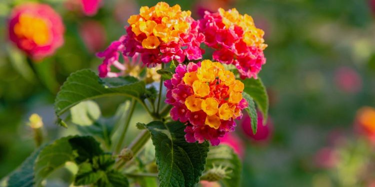 As melhores plantas para ter um jardim lindo mesmo em cidades quentes