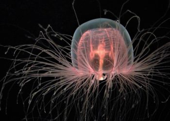 O segredo da vida eterna? O que podemos aprender com os animais que não envelhecem