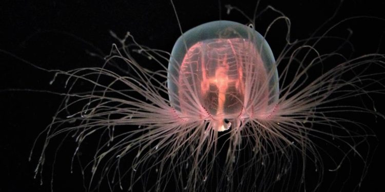 O segredo da vida eterna? O que podemos aprender com os animais que não envelhecem