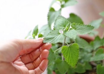 Jardim medicinal para iniciantes! 7 ervas fáceis de cultivar e seus benefícios