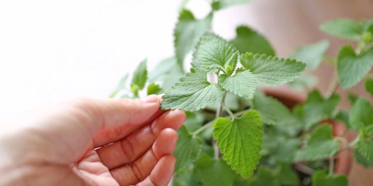 Jardim medicinal para iniciantes! 7 ervas fáceis de cultivar e seus benefícios