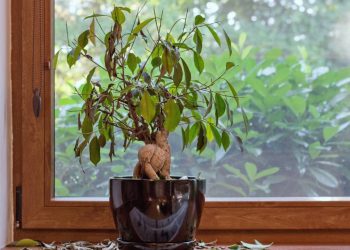 Sua planta está morrendo? O guia de primeiros socorros para resgatá-la