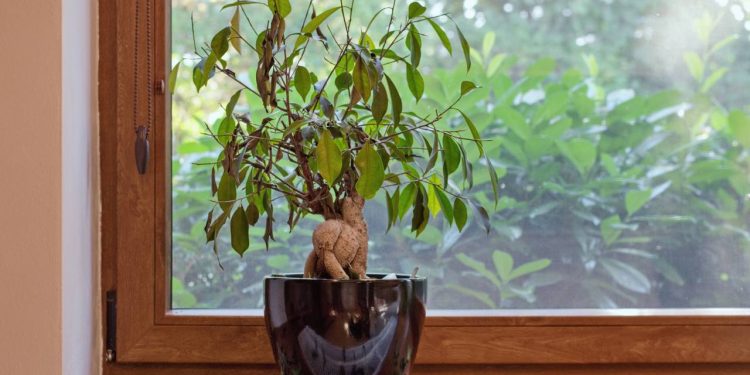 Sua planta está morrendo? O guia de primeiros socorros para resgatá-la