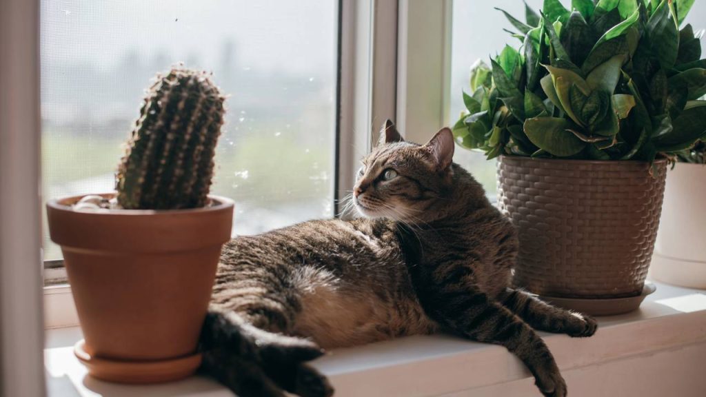 Plantas Pet-Friendly: Espécies seguras para casas com cães e gatos!