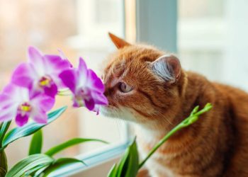 Plantas Pet-Friendly: Espécies seguras para casas com cães e gatos!