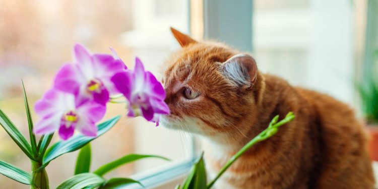 Plantas Pet-Friendly: Espécies seguras para casas com cães e gatos!
