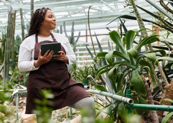 Sol pleno, meia-sombra ou sombra? O guia para nunca mais errar na luz da planta!