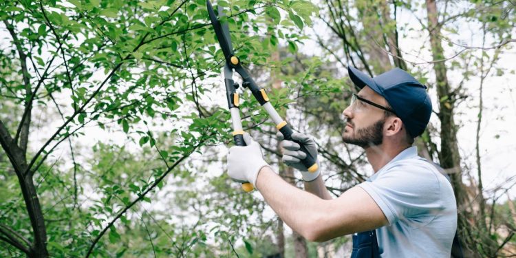 Calendário da poda: saiba quando cortar cada tipo de planta para ela crescer mais forte