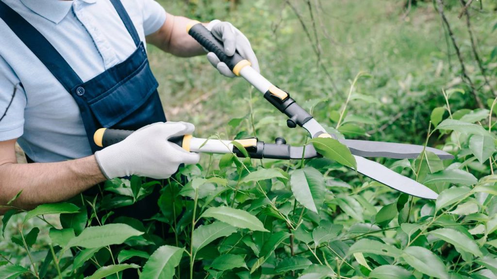 Calendário da poda: saiba quando cortar cada tipo de planta para ela crescer mais forte