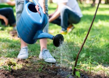 Quantas vezes devo regar minhas plantas? A resposta que todo iniciante procura!