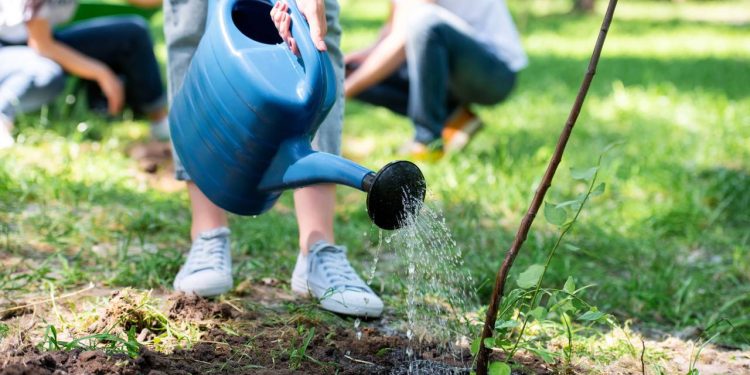 Quantas vezes devo regar minhas plantas? A resposta que todo iniciante procura!