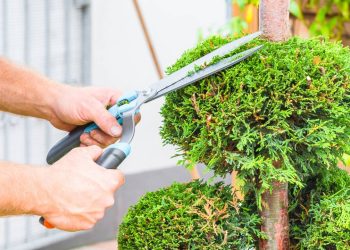 Leve a elegância dos jardins formais para sua casa com a topiaria