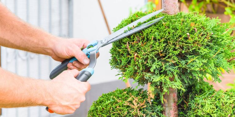 Leve a elegância dos jardins formais para sua casa com a topiaria