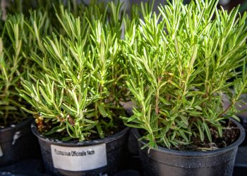 Essa plantinha aromática pode fazer maravilhas pela sua saúde