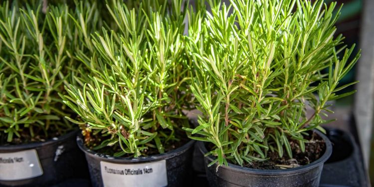 Essa plantinha aromática pode fazer maravilhas pela sua saúde