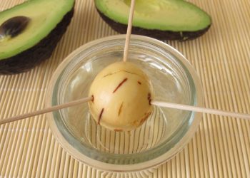 Dá para plantar abacate em casa usando só um copo e palitos