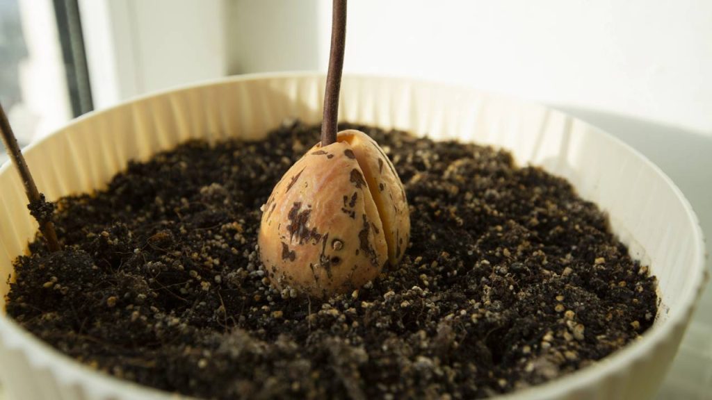 Dá para plantar abacate em casa usando só um copo e palitos