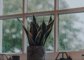 Quer um ar mais puro? Conheça as plantas recomendadas pela NASA para o seu quarto