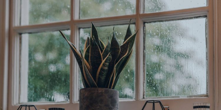 Quer um ar mais puro? Conheça as plantas recomendadas pela NASA para o seu quarto